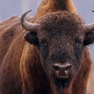 Full Buffalo 7 Portion