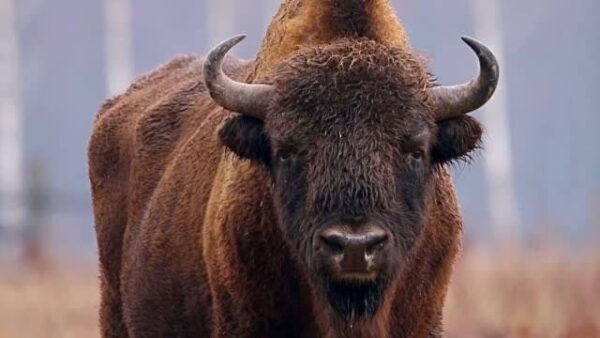 Full Buffalo 7 Portion